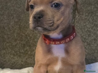 Staffordshire Bull Terrier dogs Red blue brindle Puppys Staffordshire bull terier - Advert 5