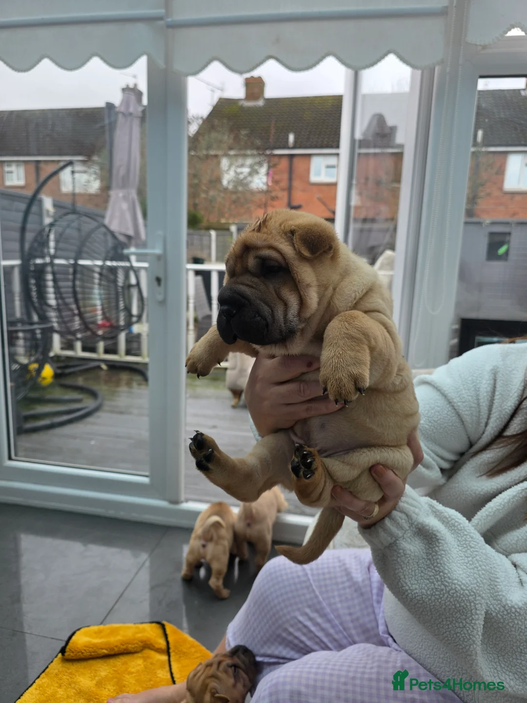 Shar Pei dogs for sale: Shar pei puppies in Walsall - Advert 4