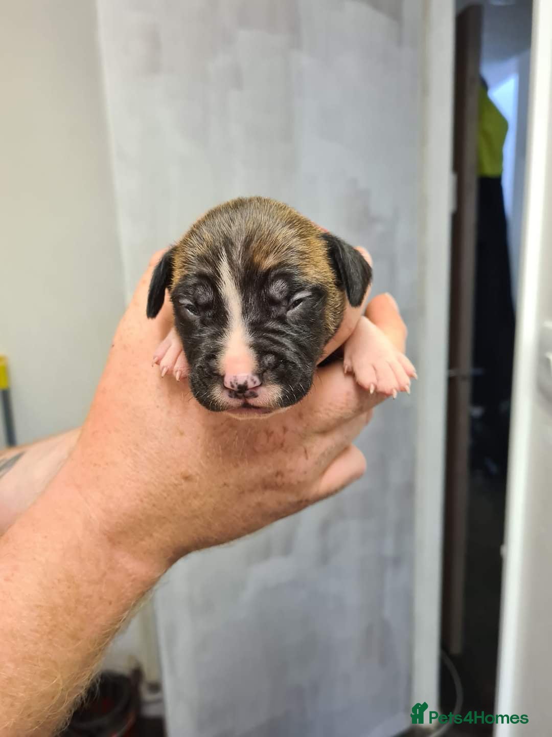 American Bull Staffy dogs for stud: For Stud - Image 5