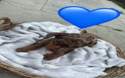 Dachshund dogs for sale: Gorgeous Dachshund Puppies - Image 9