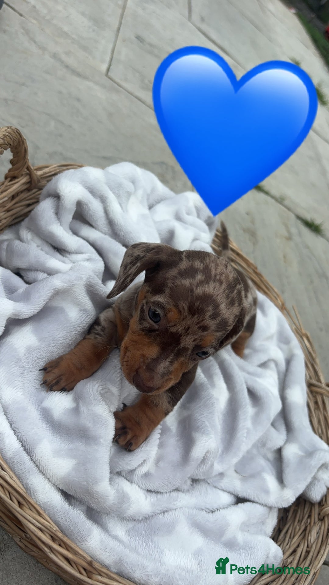 Dachshund dogs for sale: Gorgeous Dachshund Puppies - Image 9