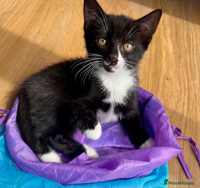 Mixed Breed cats Crescent nose kitty - Advert 6