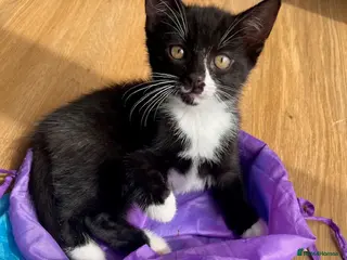 Mixed Breed cats Crescent nose kitty - Advert 1