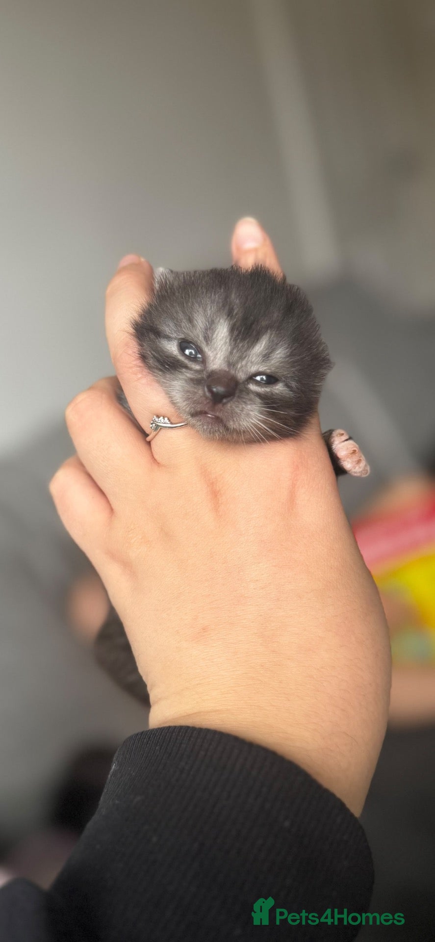 Persian cats for sale: Persian X Tabby  - Advert 5