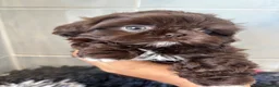 Shih Tzu dogs for sale: 💕Stunning Chocolate Shih Tzu💕 - Advert 21