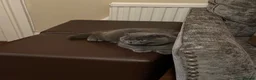 Scottish Fold cats for sale: Blue Scottish Fold - 3 years old - Advert 4