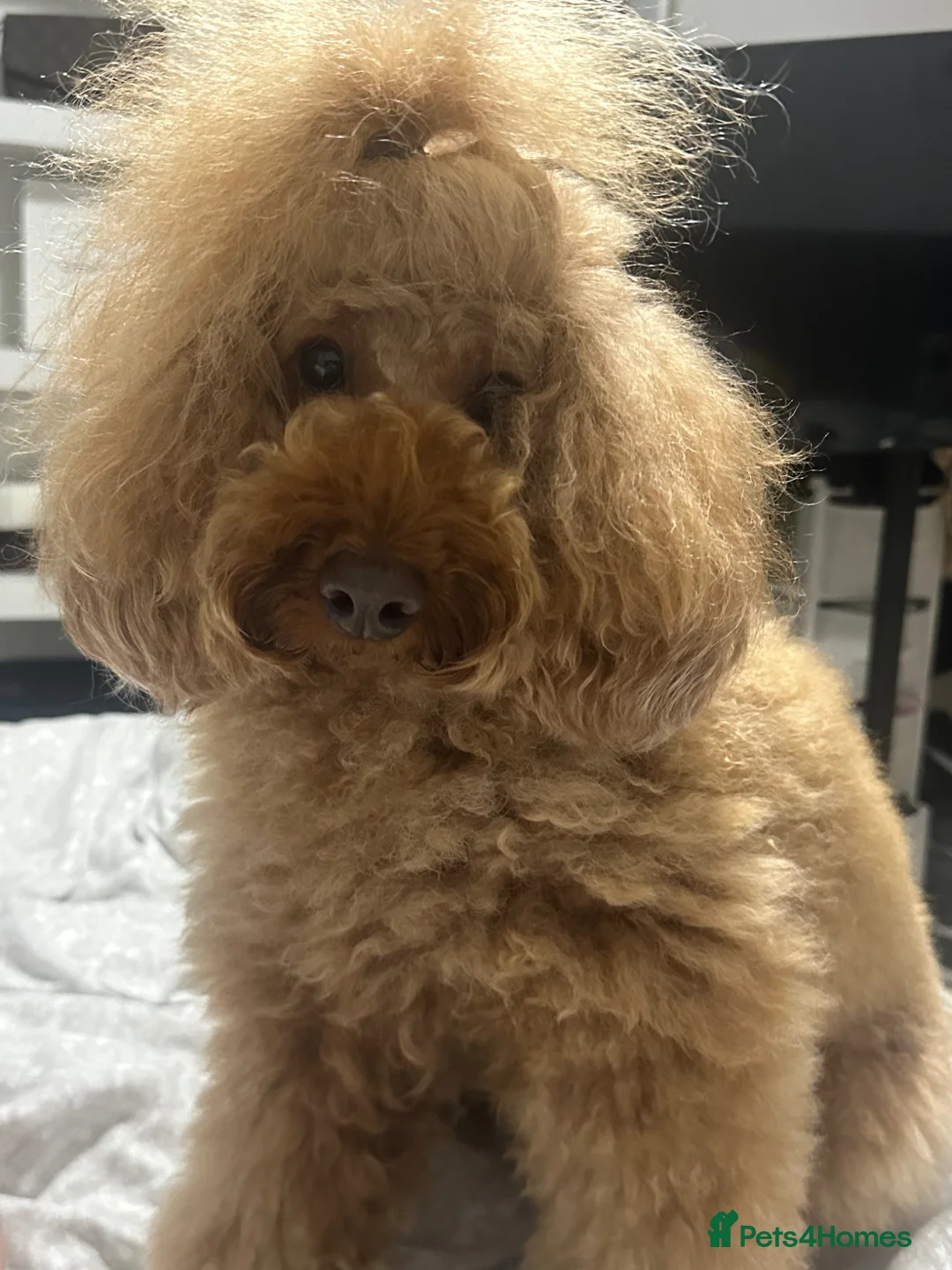 Miniature Poodle dogs for sale: KC REG MINIATURE RED POODLES - Advert 13