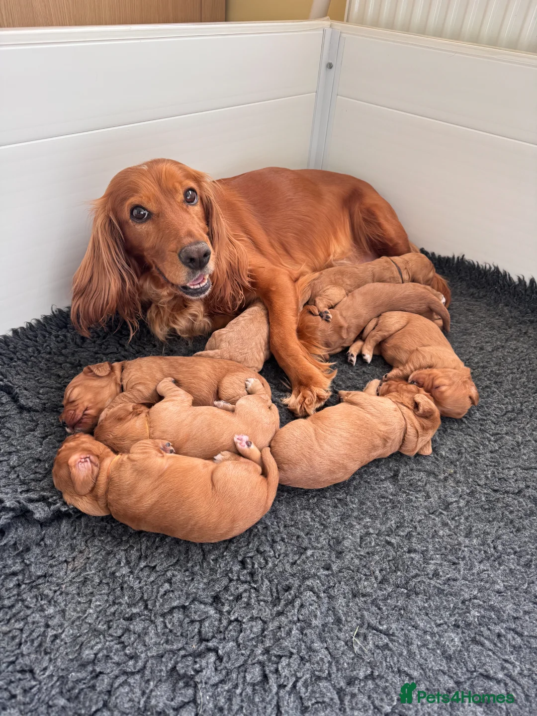 Cocker Spaniel dogs for sale: KC Reg fully health tested red/golden w/cockers - Advert 1