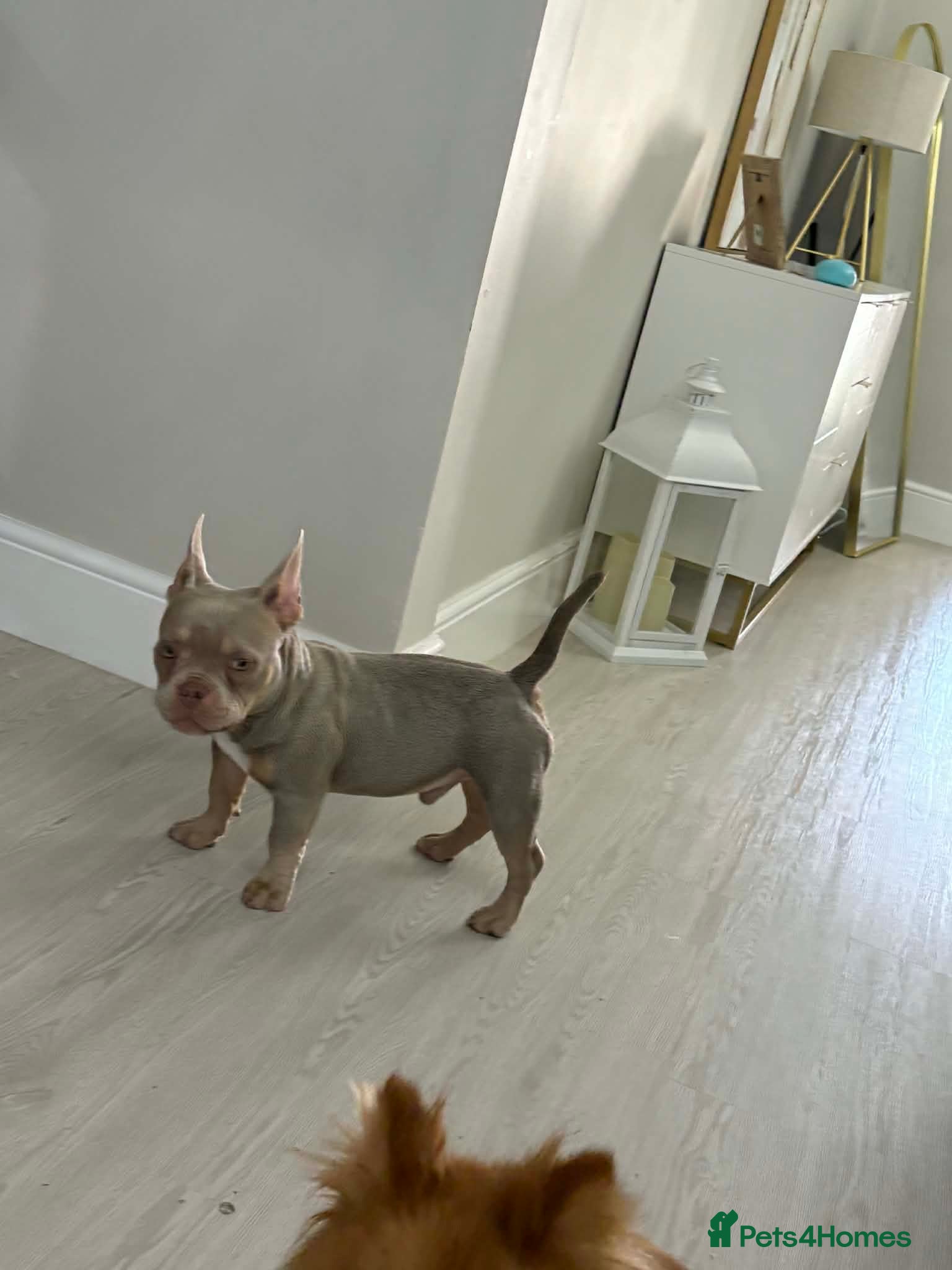 American Bully dogs Micro pocket bully pup - Advert 18