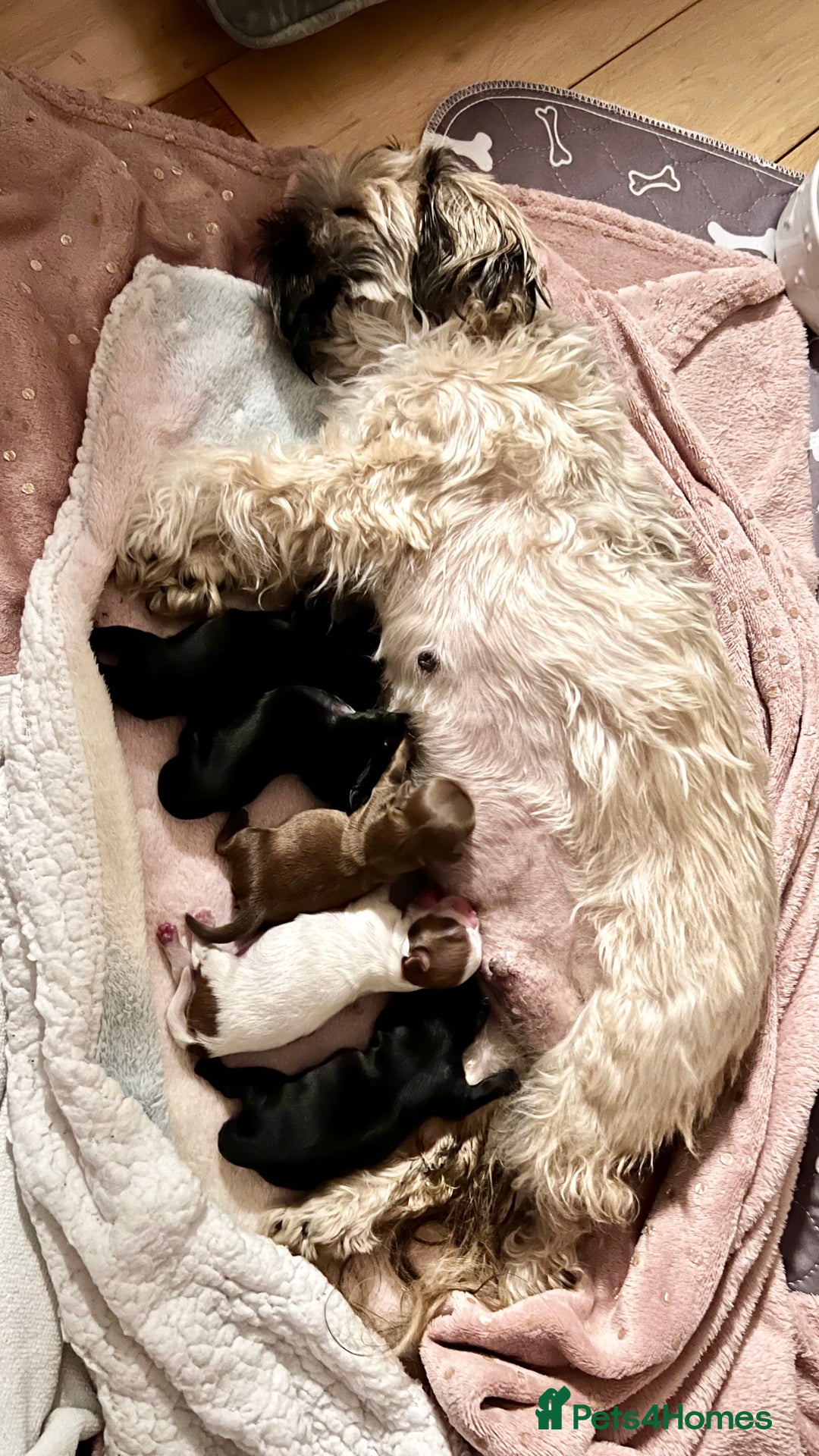 Shih Tzu dogs for sale: Shih Tzu Puppies - Advert 1