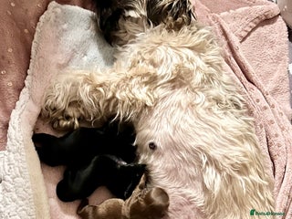 Shih Tzu dogs Shih Tzu Puppies - Advert 1