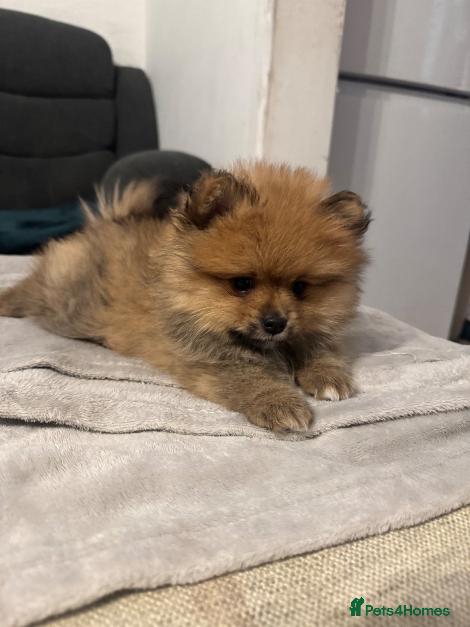 Pomeranian dogs for sale: ⭐️teddy bear Pomeranian ⭐️ - Advert 10