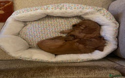 Cavapoo dogs for sale: Beautiful Cavapoo Puppies  - Image 7