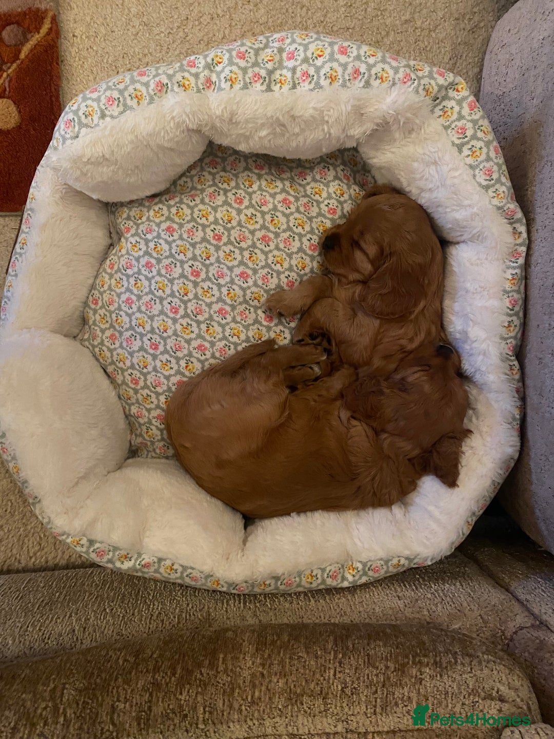 Cavapoo dogs for sale: Beautiful Cavapoo Puppies  - Image 7
