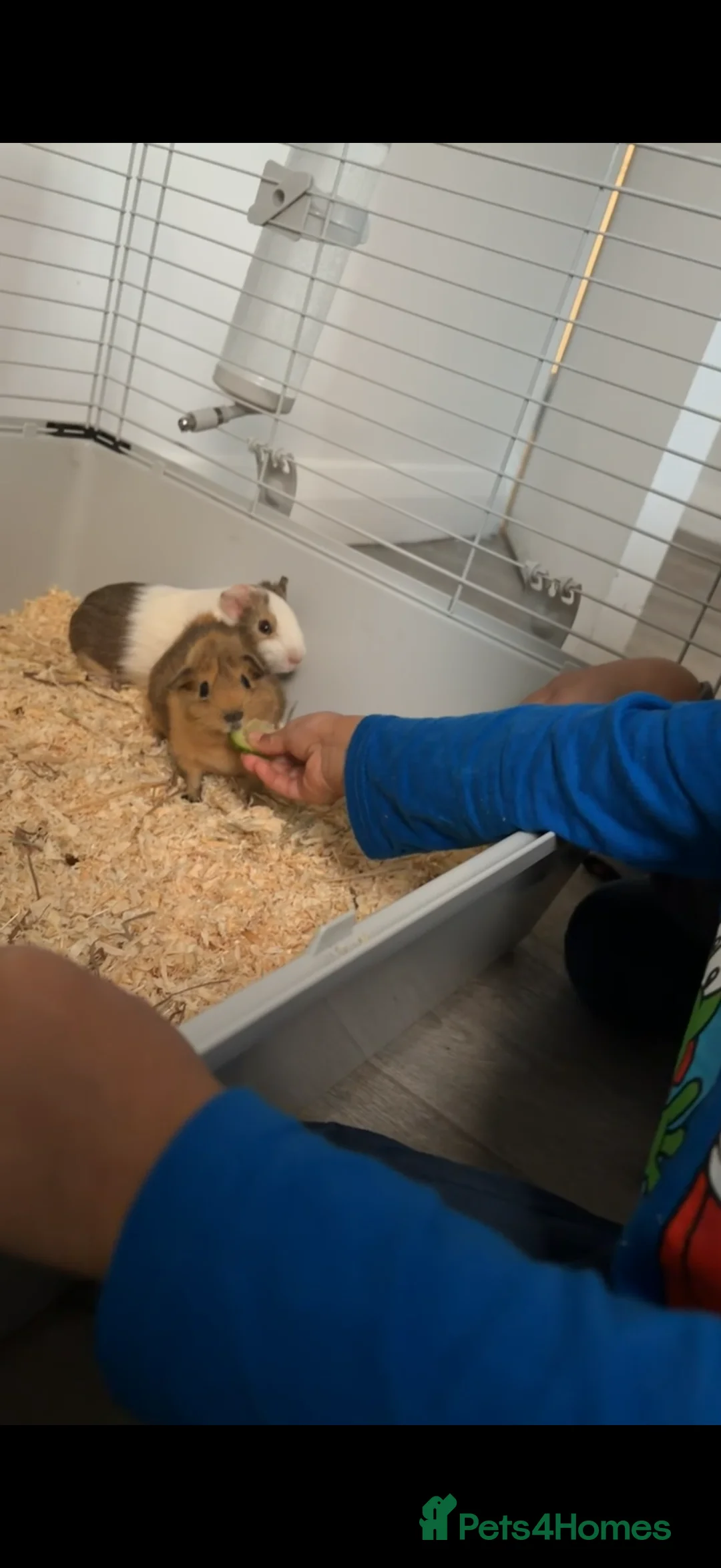 Guinea Pig rodents for sale: 2 guinea pigs  - Advert 6