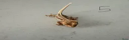 Gecko reptiles for sale:  Lilly white Crested gecko babies - Advert 16
