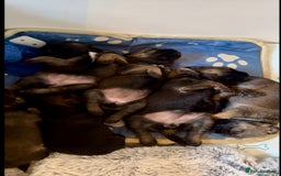 Border Terrier dogs for sale: Slem clear KC Registered  Border Terriers  - Image 10