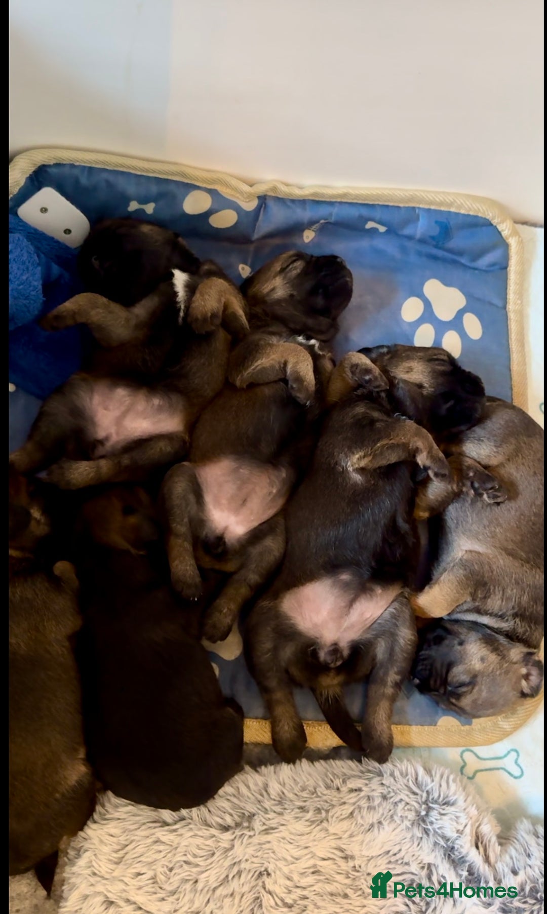 Border Terrier dogs for sale: Slem clear KC Registered  Border Terriers  - Image 10