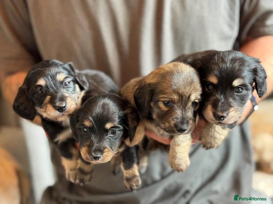 Miniature Dachshund dogs for sale: Black and cream long haired dachshunds - Advert 1