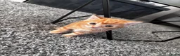 Mixed Breed cats for sale: Lovely Kittens  - Advert 4