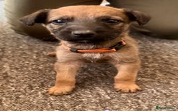Mixed Breed dogs for sale: German Sheperd cross Lurcher Puppies - Image 4