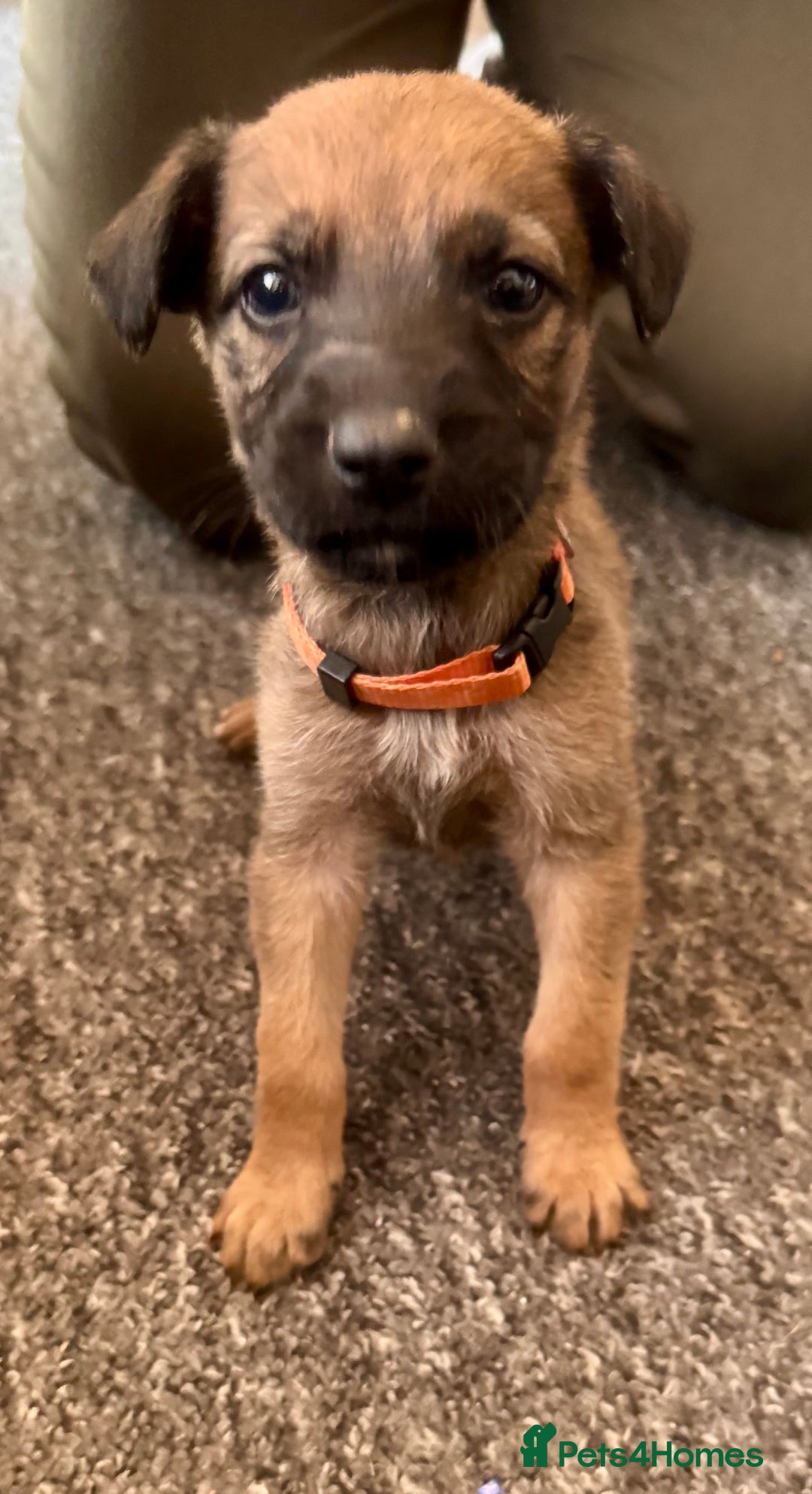 Mixed Breed dogs for sale: German Sheperd cross Lurcher Puppies - Image 4