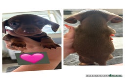 Miniature Dachshund dogs for sale: Miniature dachshund puppy’s - Image 3