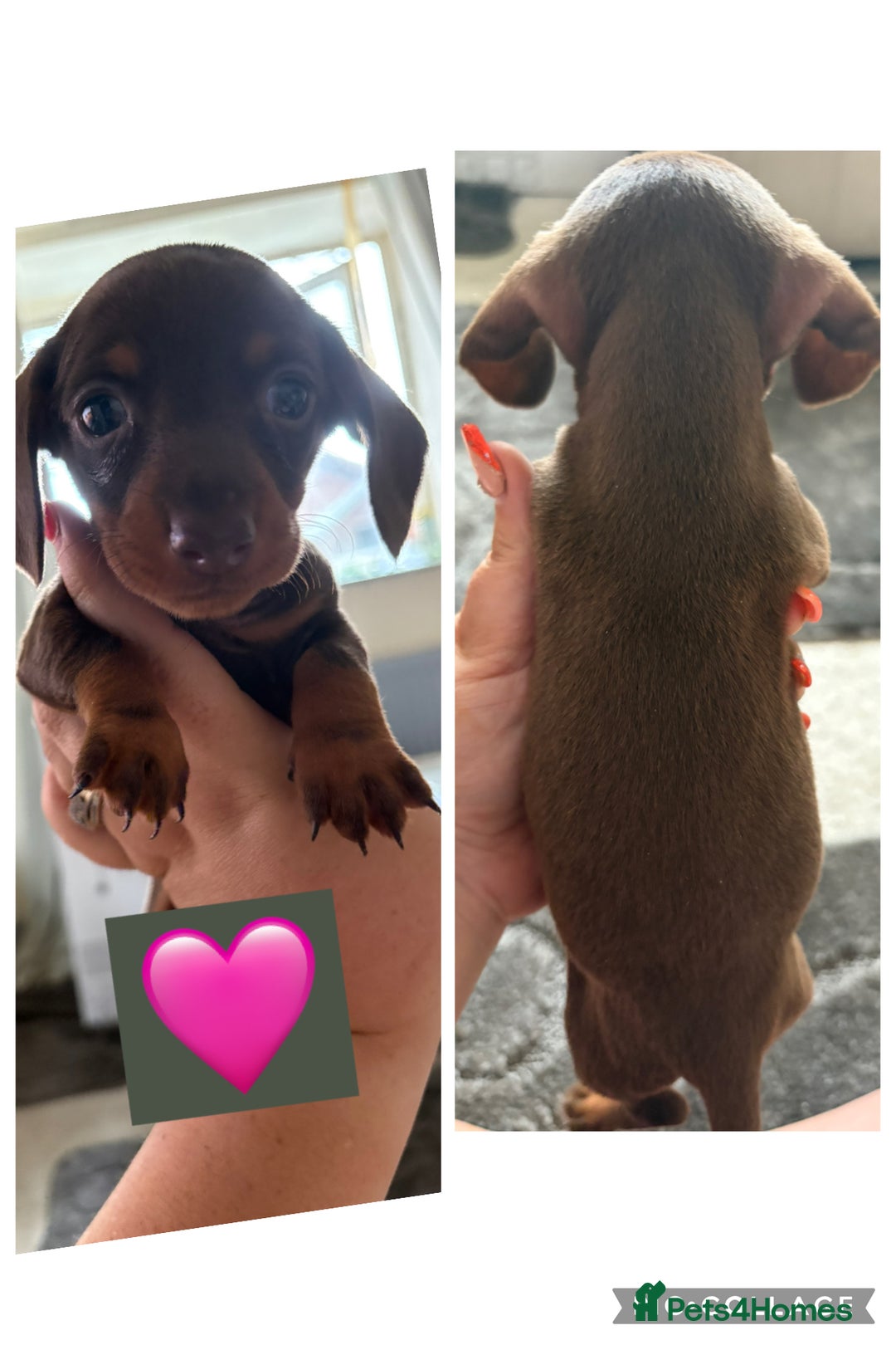 Miniature Dachshund dogs for sale: Miniature dachshund puppy’s - Image 3