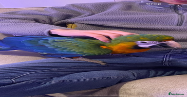 Macaws birds - Advert 2