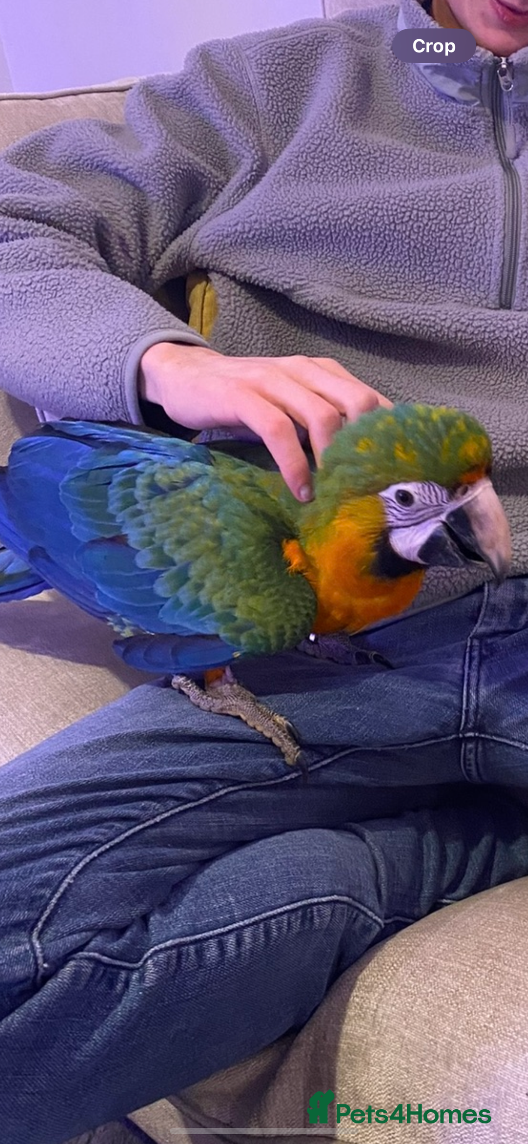 Macaws birds for sale: Catalina Macaw 🦜  - Image 3