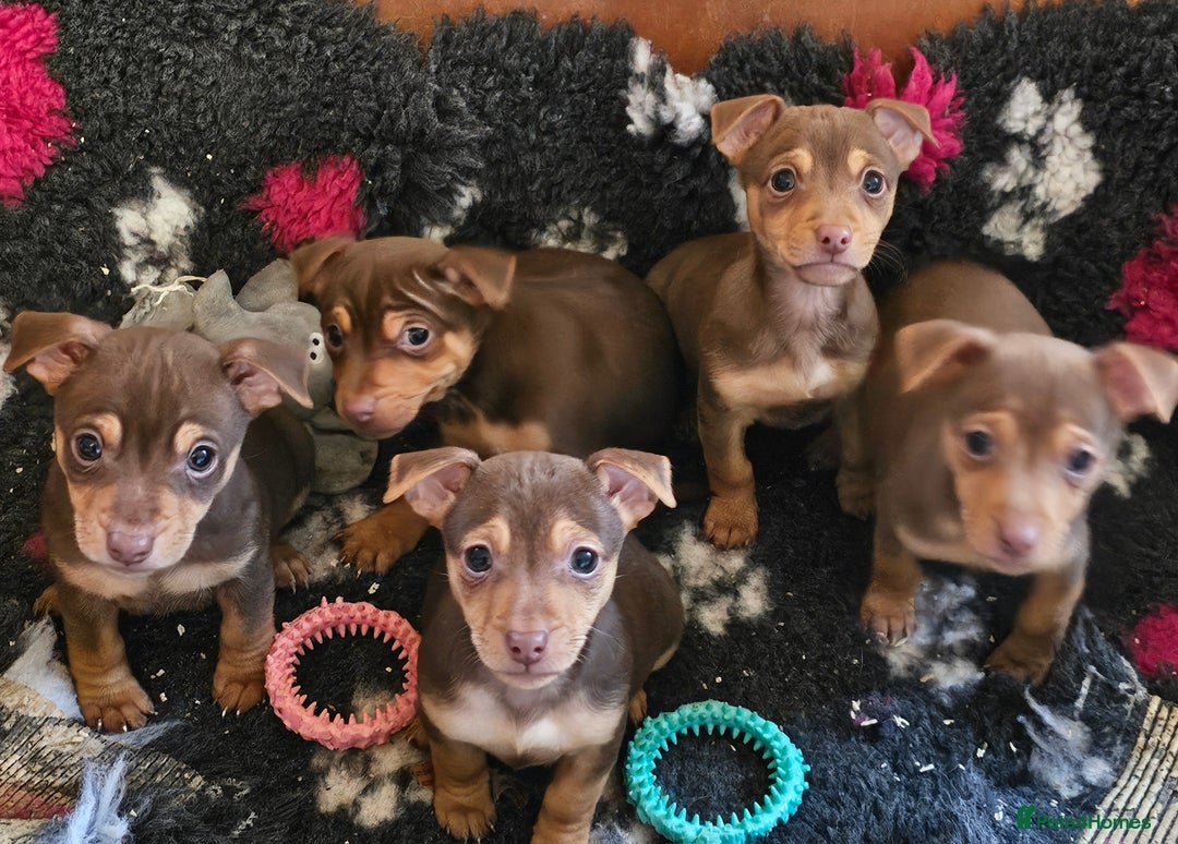 Jack Russell dogs for sale: Gorgeous Chocolate and Tan Jack Russell Puppies - Advert 9
