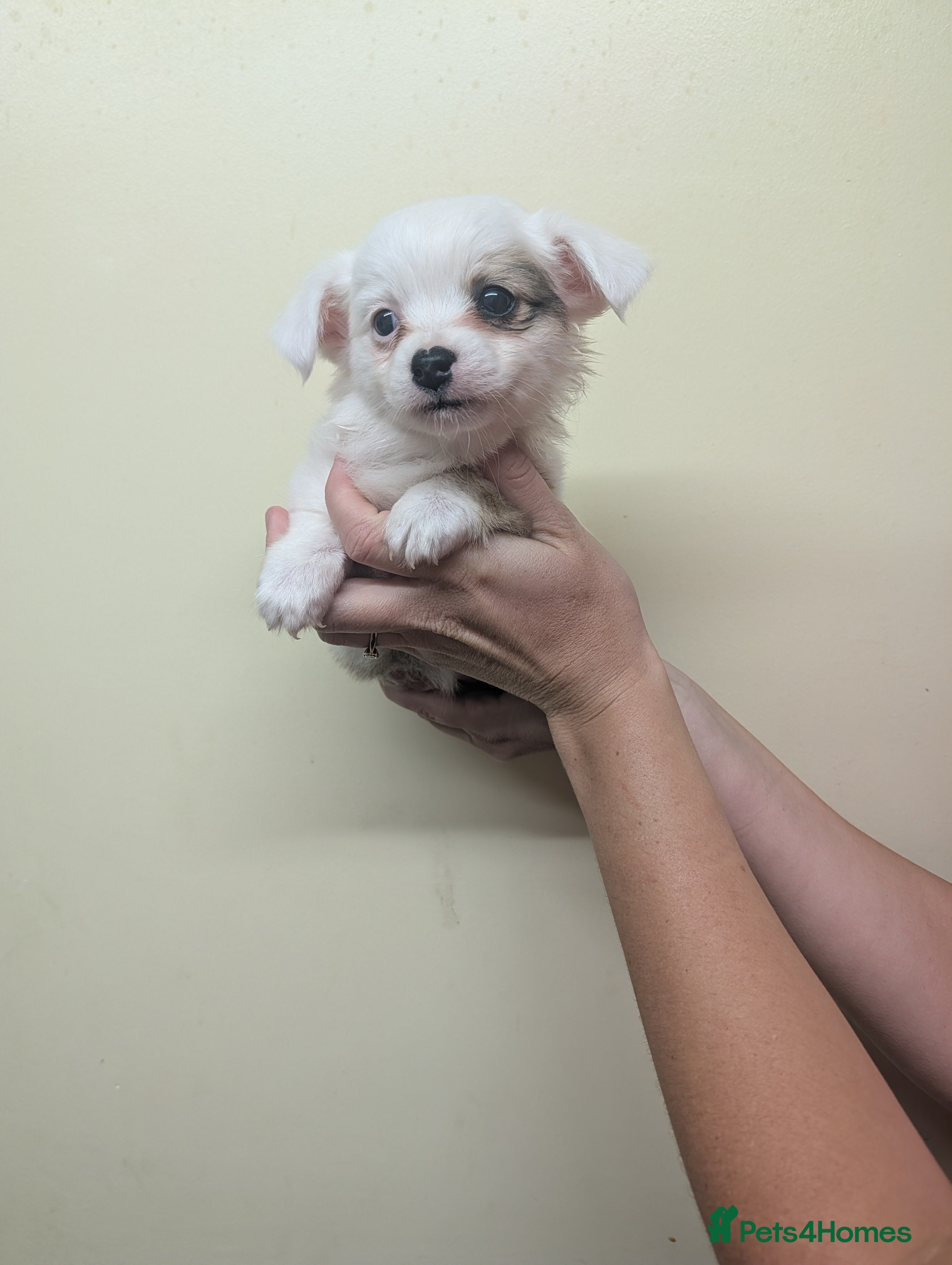 Mixed Breed dogs Westie cross pom - Advert 2