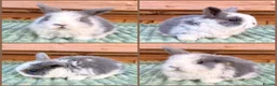 Mini Lop rabbits for sale: Mini Lop Baby Bunnies 🌸 - Advert 4