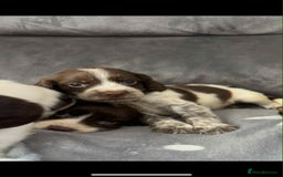 Cocker Spaniel dogs for sale: Cocker Spaniel Puppy’s  - Image 19