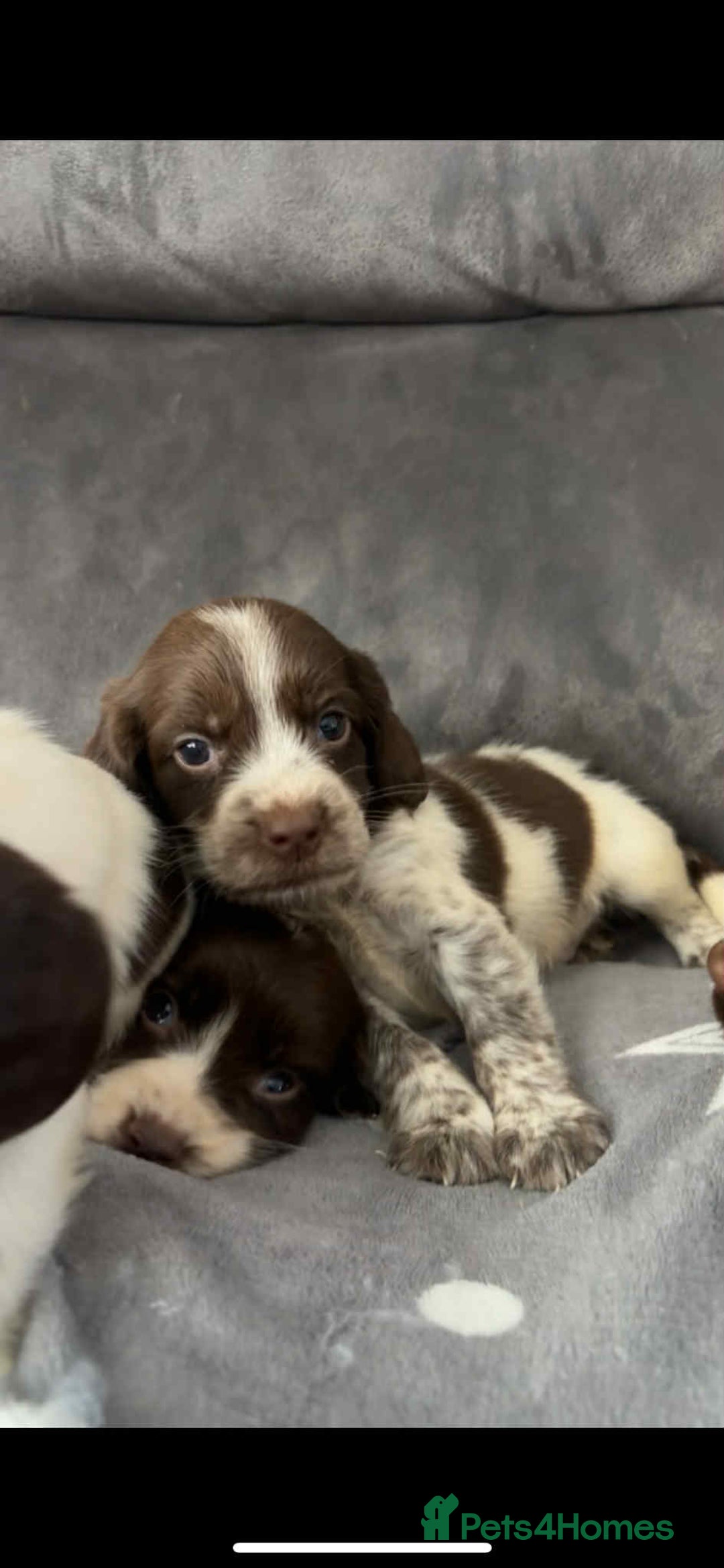 Cocker Spaniel dogs for sale: Cocker Spaniel Puppy’s  - Image 19