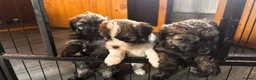 Yorkiepoo dogs for sale: Beautiful yorkipoo’s  - Advert 22