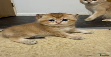British Shorthair cats - Advert 9