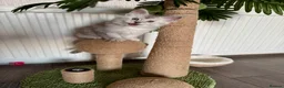 Maine Coon cats for sale:     🌟🌟Amazing Kittens Maine Coon 🌟🌟 - Advert 22