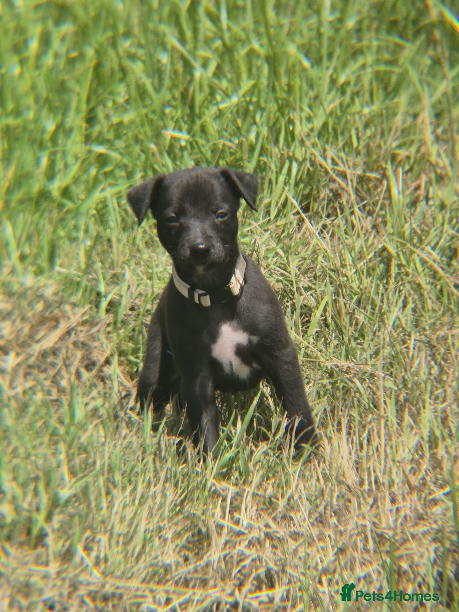 Whippet Puppy 3