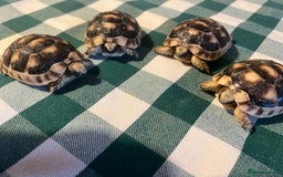 Tortoise reptiles for sale: Baby Tortoises Herman & Marginates - Image 16