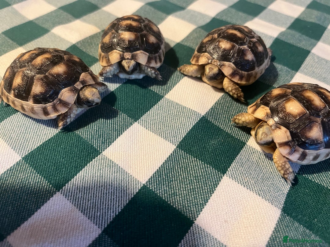 Tortoise reptiles for sale: Baby Tortoises Herman & Marginates - Image 16