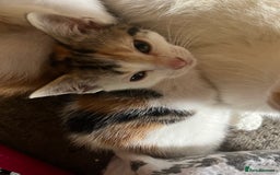 Mixed Breed cats for sale: Mixed litter  - Image 16