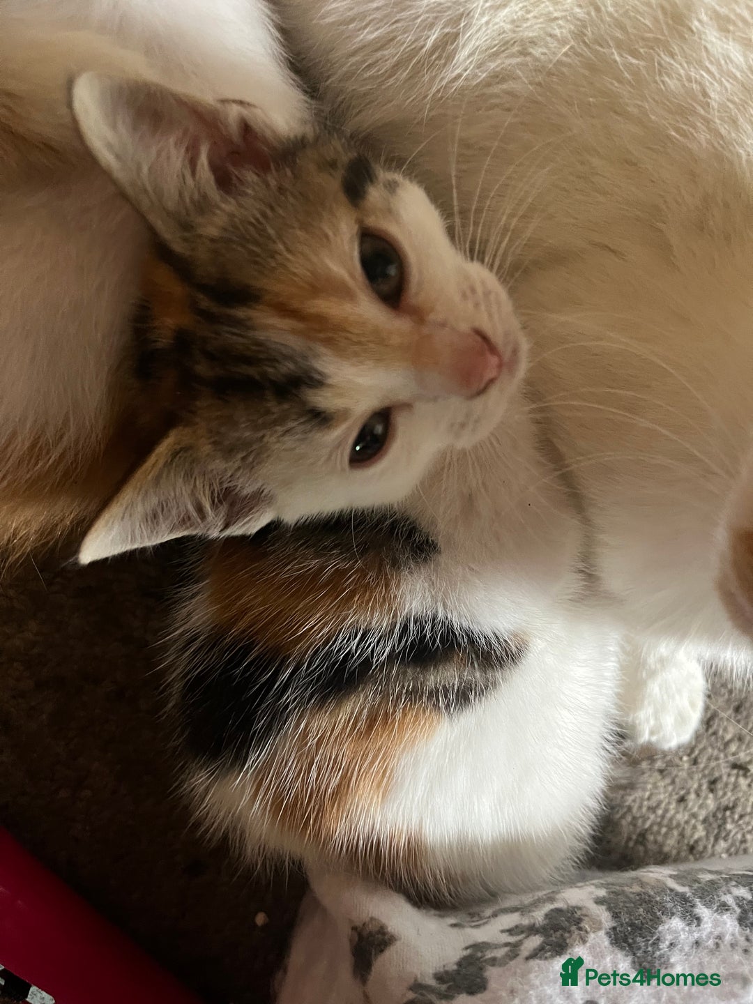 Mixed Breed cats for sale: Mixed litter  - Image 16
