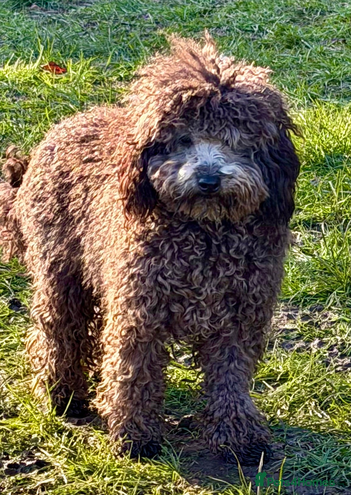 Miniature Poodle dogs TEDDY – Miniature Poodle (Male) - Advert 1