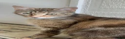 Mixed Breed cats for sale: Healthy loving female young cat - Advert 4