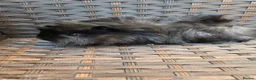 Guinea Pig rodents for sale: Half Peruvian baby brothers  - Advert 13