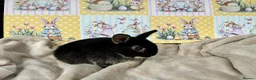 Netherland Dwarf rabbits for sale: Neverland babies 💗💙 - Advert 5