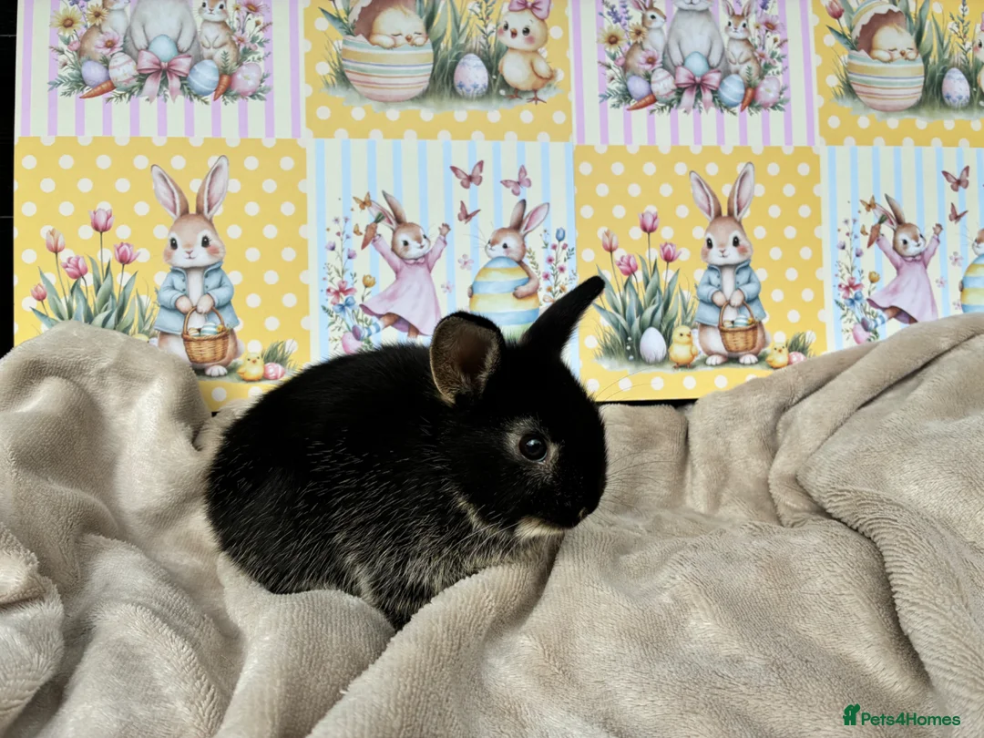 Netherland Dwarf rabbits for sale: Neverland babies 💗💙 - Advert 5