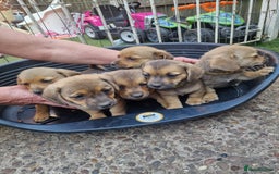 Mixed Breed dogs for sale: mixed breed 4 boys and 2 girls - Image 16