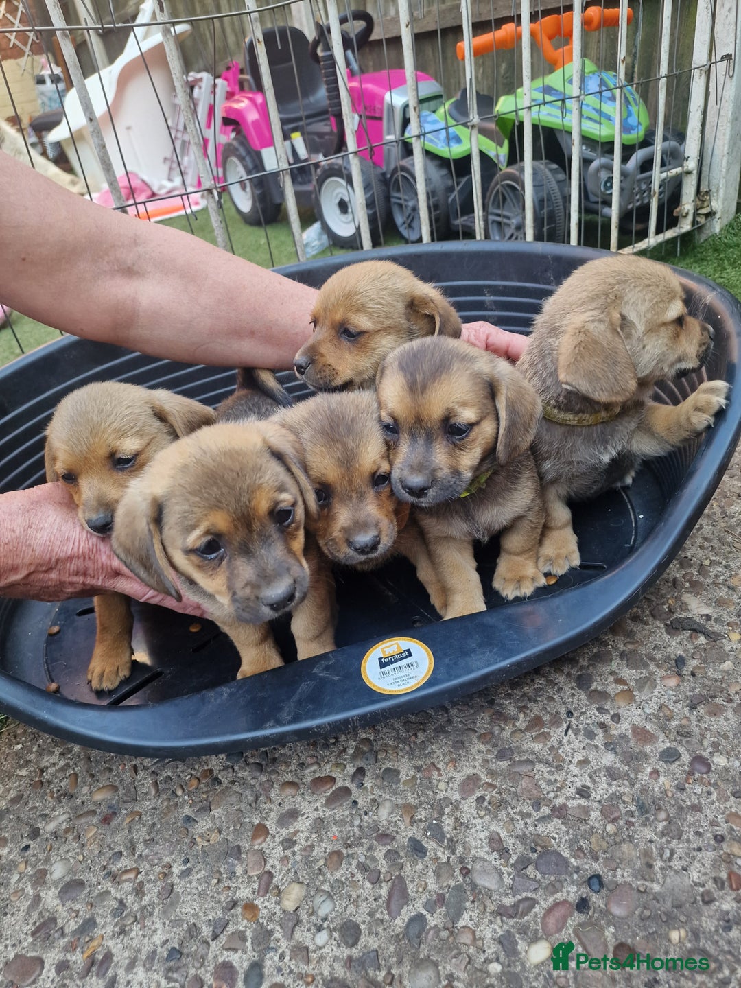 Mixed Breed dogs for sale: mixed breed 4 boys and 2 girls - Image 16